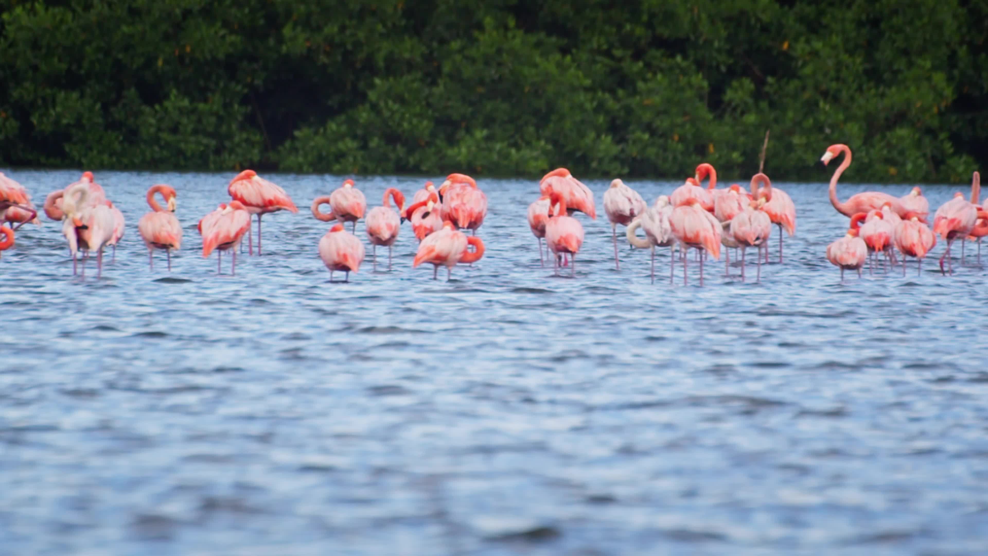 Florida Everglades Videos Download The Best Free 4k Stock Video