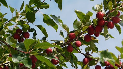 Imagens De Baixo ângulo De árvores Com Folhas Verdes Prosperando Com Frutas Vermelhas