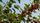 fruit trees