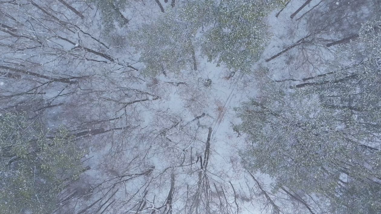 Snowy Forest Aerial View in Winter Free Stock Video Footage, Royalty ...