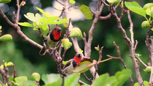 Close up of Birds Free Stock Video Footage, Royalty-Free 4K & HD Video Clip