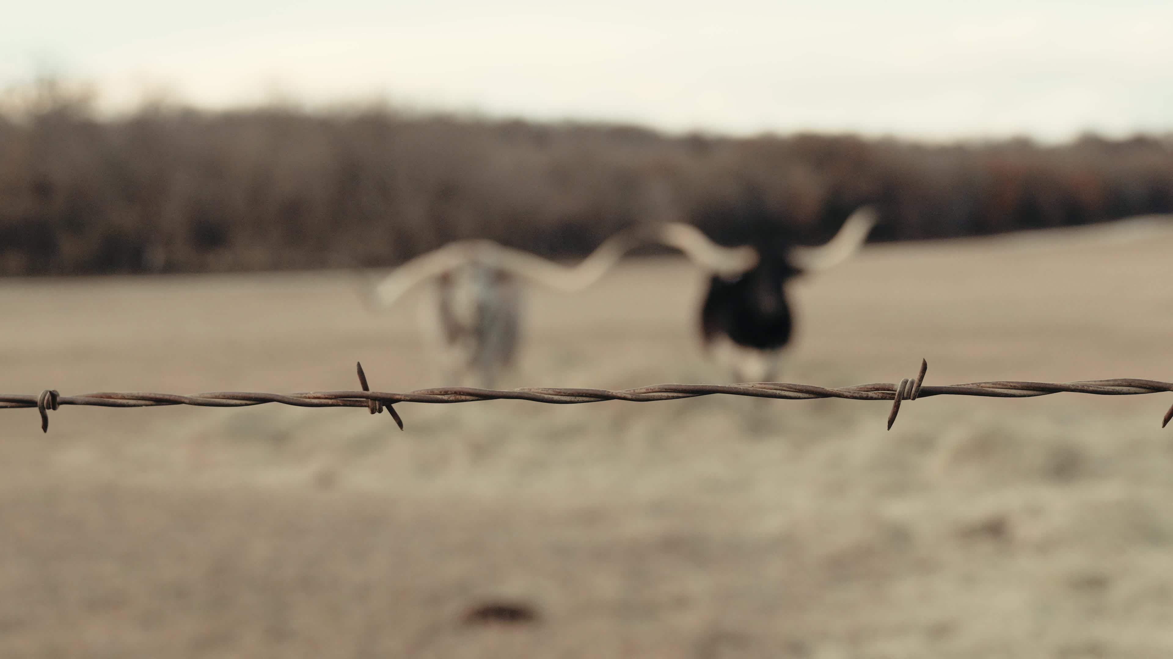 Majestic Texas Longhorns in Rural Pasture Free Stock Video Footage ...