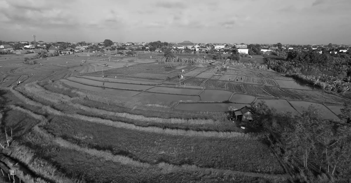 Aerial View of Lush Rice Paddies in Black and White Free Stock Video ...