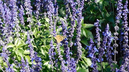 Uma Borboleta Descansando Em Um Caule De Flor Perene