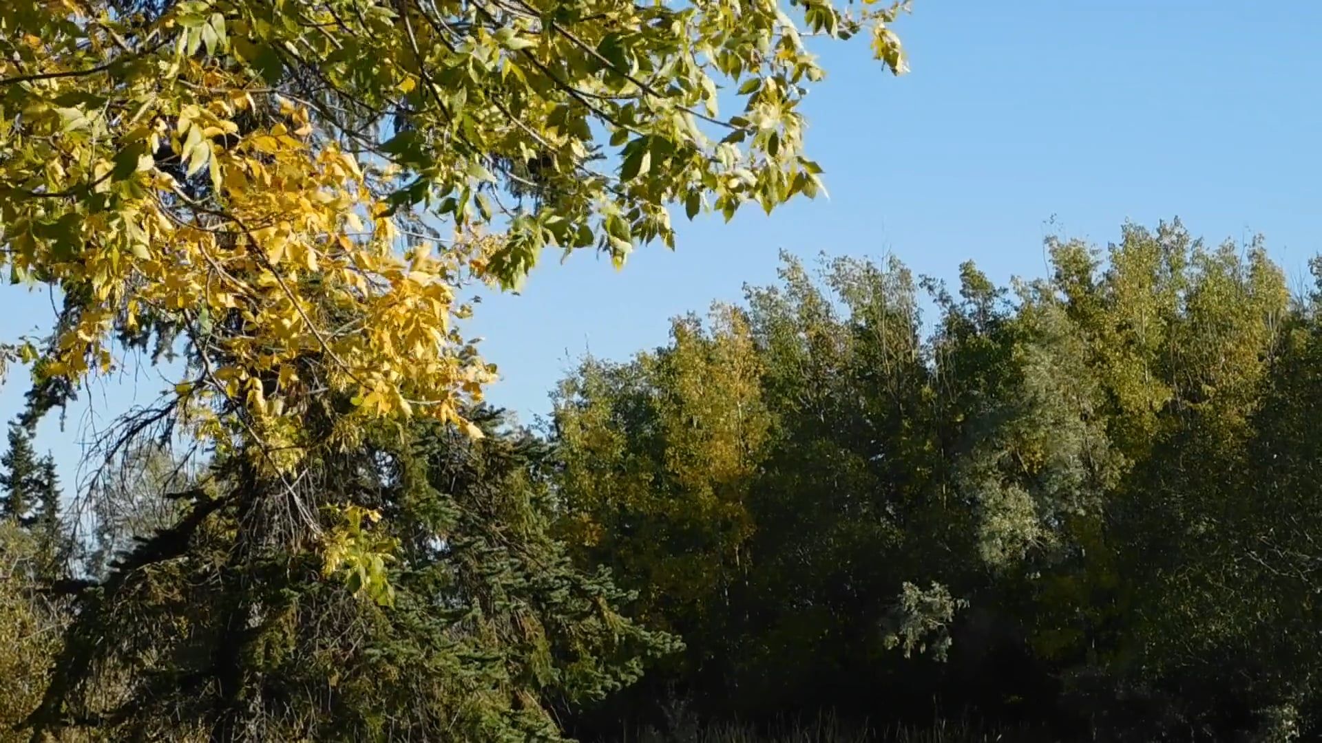 Video by Zuzanna Musial