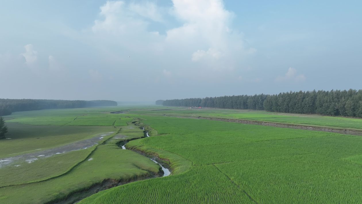 Serene Aerial View of Lush Green Fields Free Stock Video Footage ...