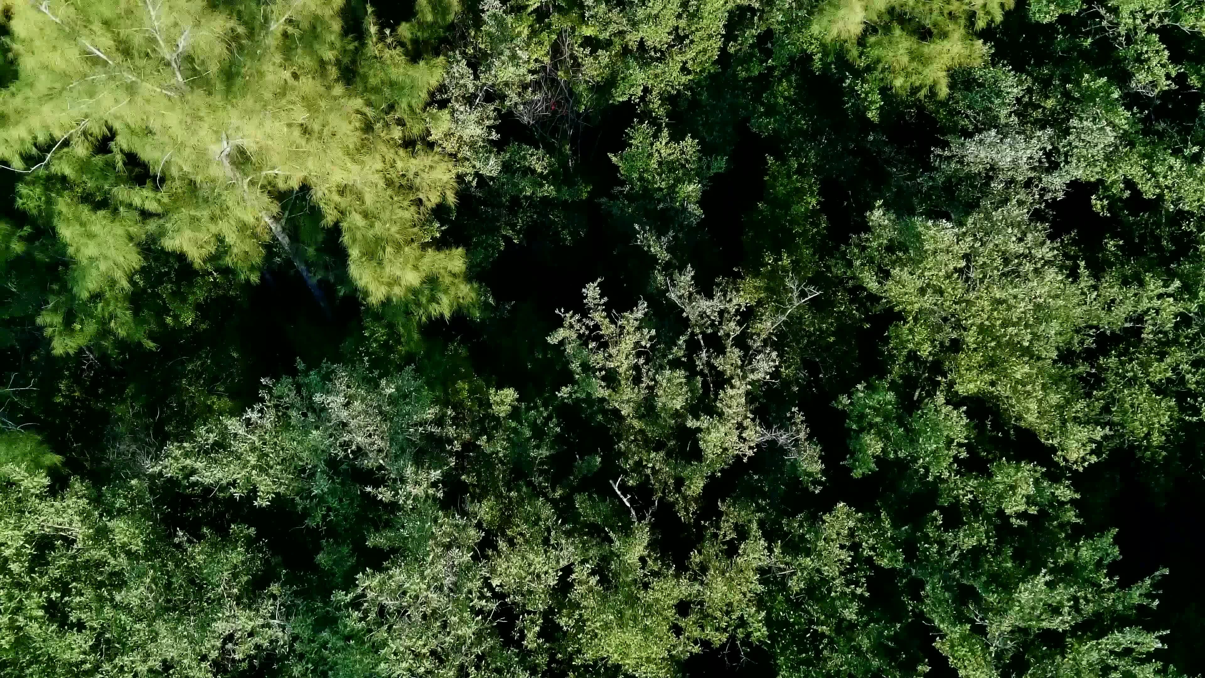 aerial view of lush greenery and ocean coastline 30282189