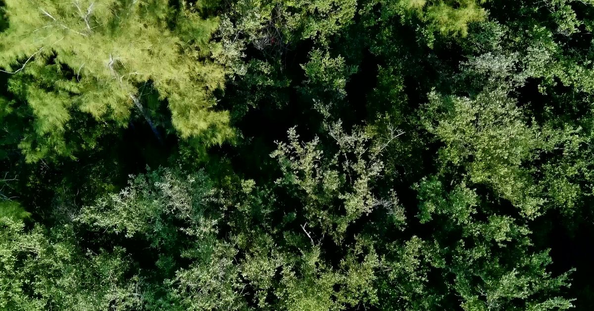 aerial view of lush greenery and ocean coastline 30282189