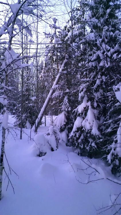 Winter Wonderland in Snow-Covered Forest Free Stock Video Footage ...