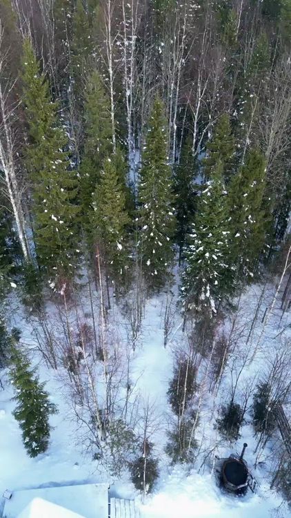 Aerial View of Snowy Forest in Winter Free Stock Video Footage, Royalty ...