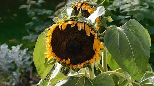 Semillas De Sésamo En Un Pistilo De Girasol