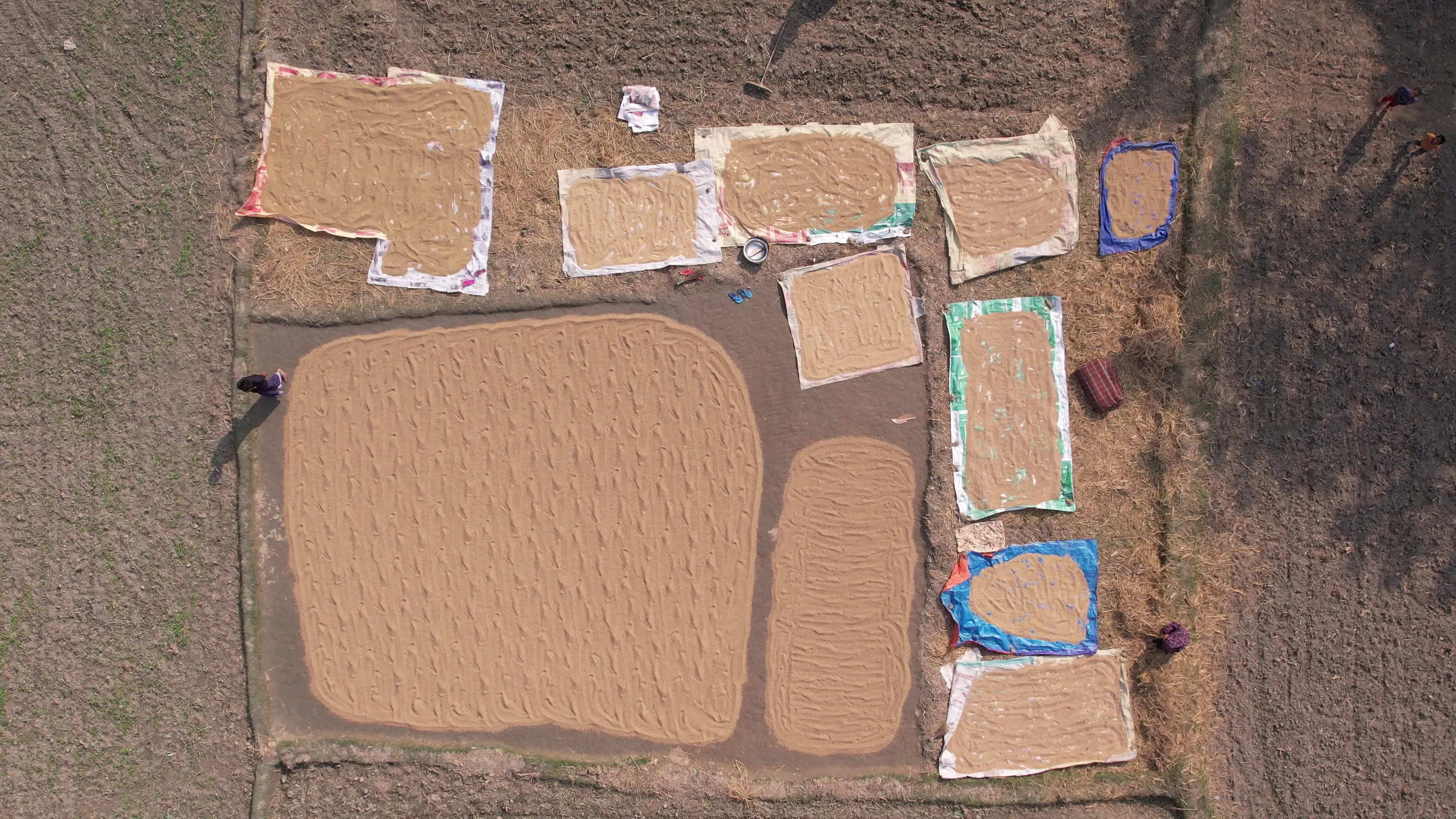 Aerial View of Rice Drying on Farm Fields Free Stock Video Footage ...