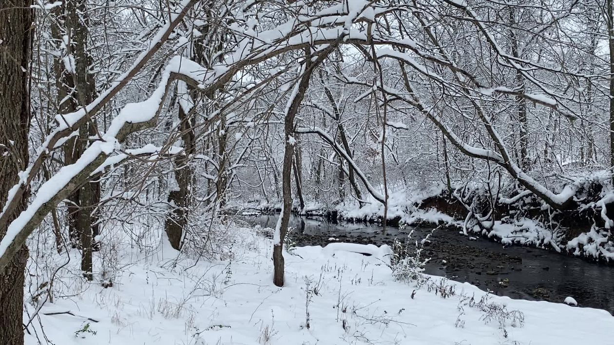 Serene Snowy Forest with Flowing Stream Free Stock Video Footage ...