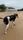 dog walking