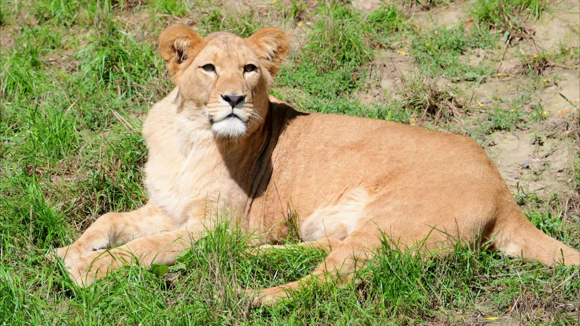 アフリカ, アフリカのライオン, アフリカの動物, アフリカの自然