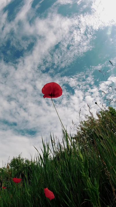 Ruslan Sikunov's nature timelapse video