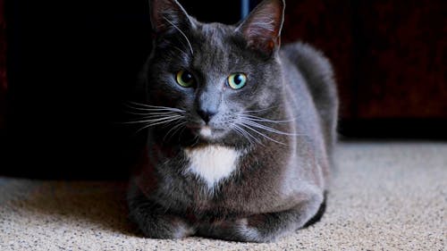 Крупный план любимой кошки, отдыхающей на ковровом полу