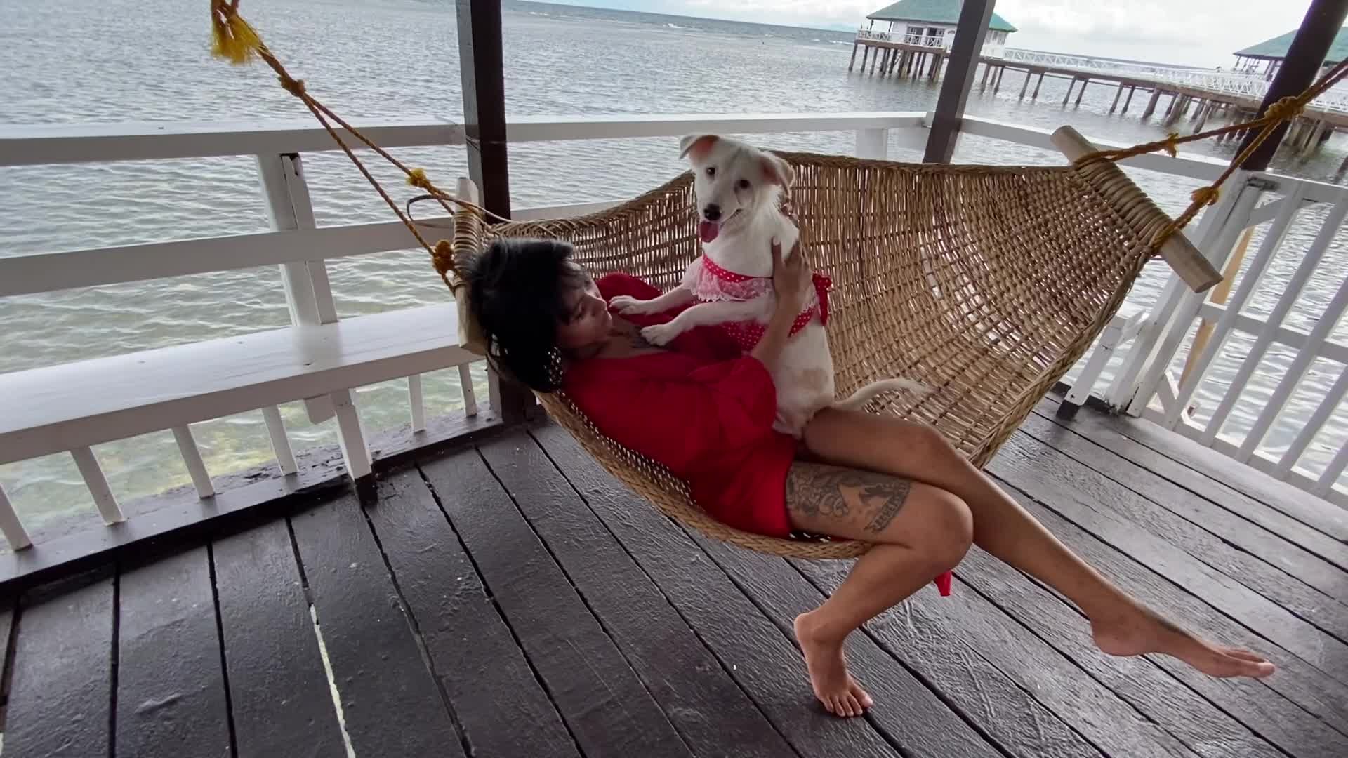 Relaxing by the Beach with a Dog in Hammock Scene Free Stock Video ...