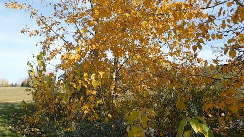 The Color Of The Leaves During Autumn