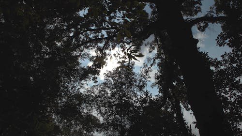 树上的浓密的树叶遮住了阳光