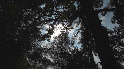 Thick Leaves In The Trees Covers The Sun rays