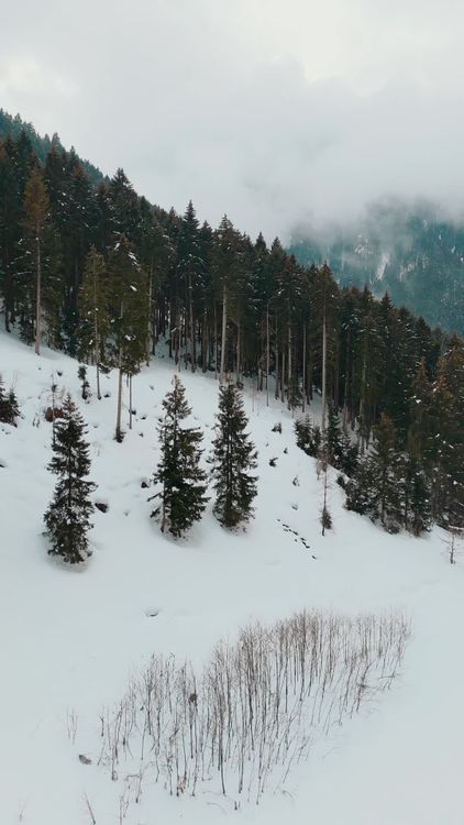 Snowy Forest Landscape in Winter Free Stock Video Footage, Royalty-Free ...