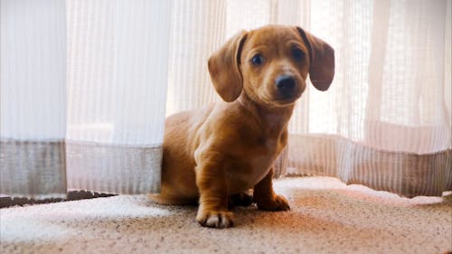 A Pet Dog Wandering On A Camera