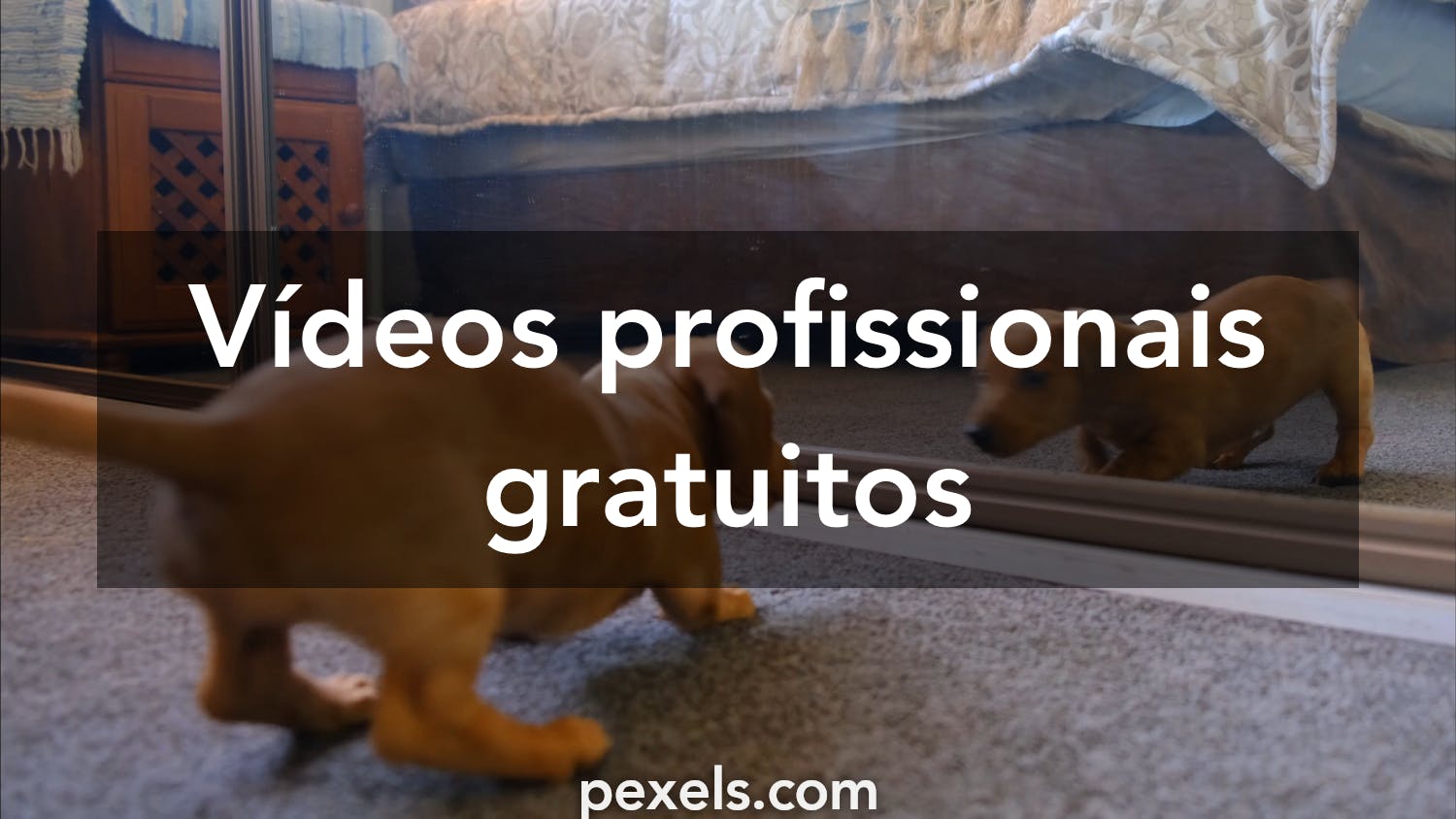 VIDEOS ENGRAÇADOS (videoengracado) - Profile