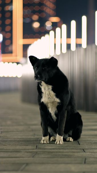 宠物视频素材