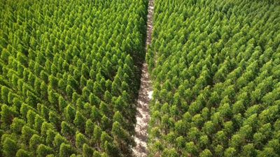 An aerial view of a forest with trees Free Stock Video Footage, Royalty ...