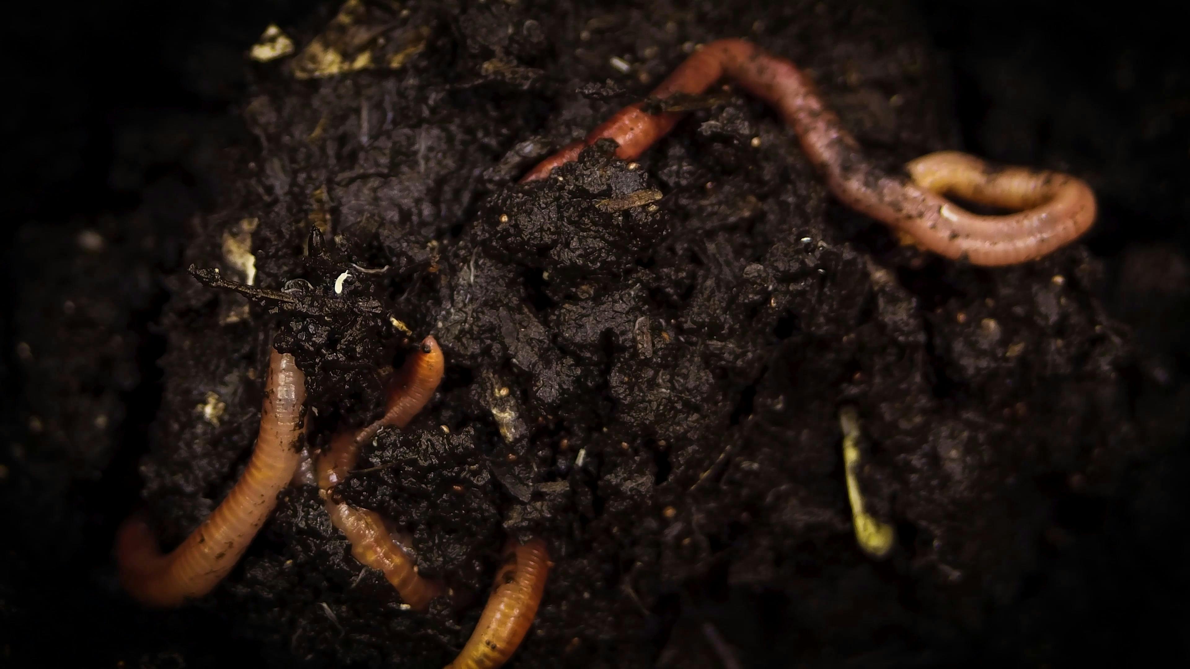 download glowing earthworms