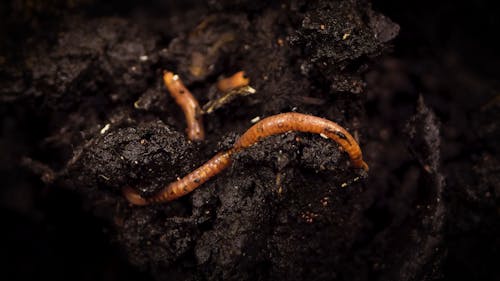 An Earthworm Burrowing On A Compost Soil