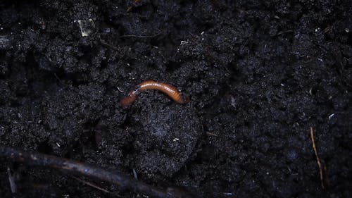 An Earthworm Burrowing The Compost Soil