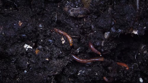 Earthworms Burrowing In A Composting Moist Soil