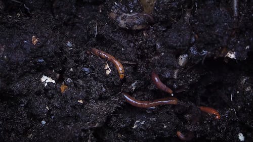 Minhocas Cavando Em Um Solo úmido De Compostagem