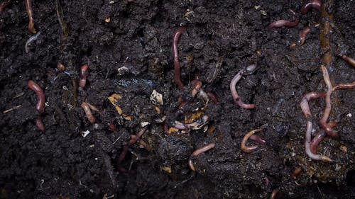 Earthworms Burrows Under A Wet Composting Soil