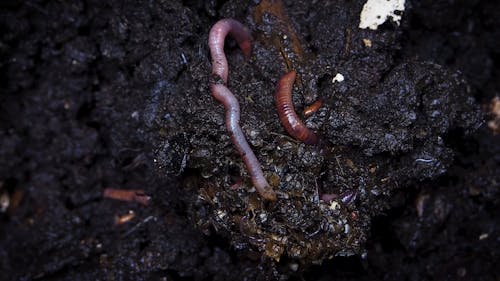 Earthworms Burrowing In A Compost Soil