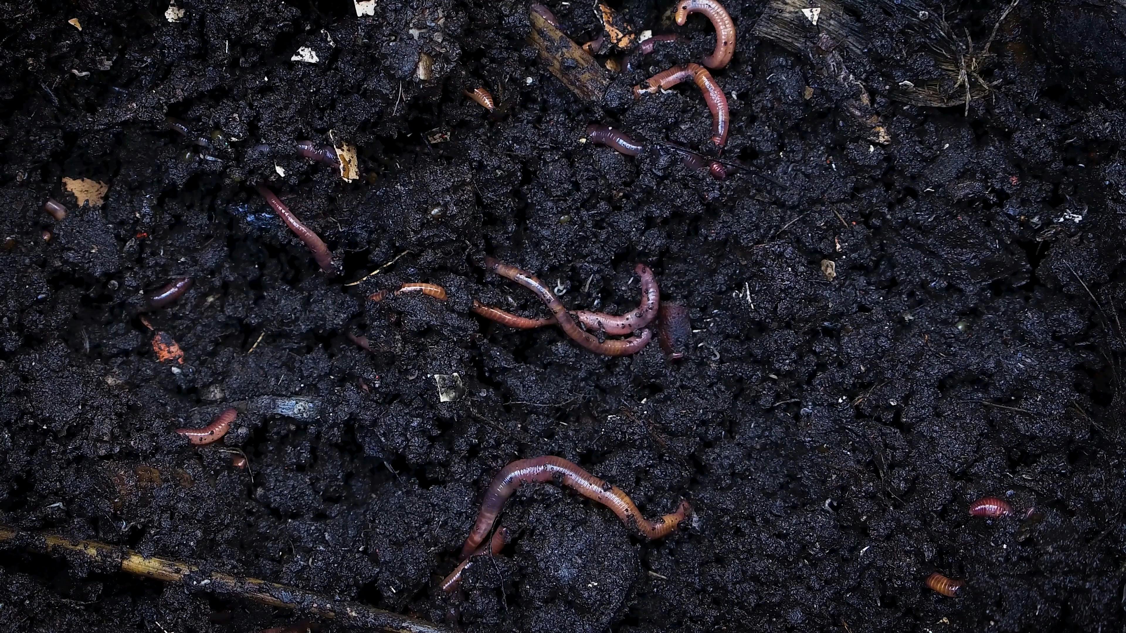 download earth worms