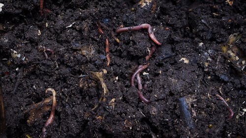 Earthworms And Bugs Burrowing In A Compost Soil