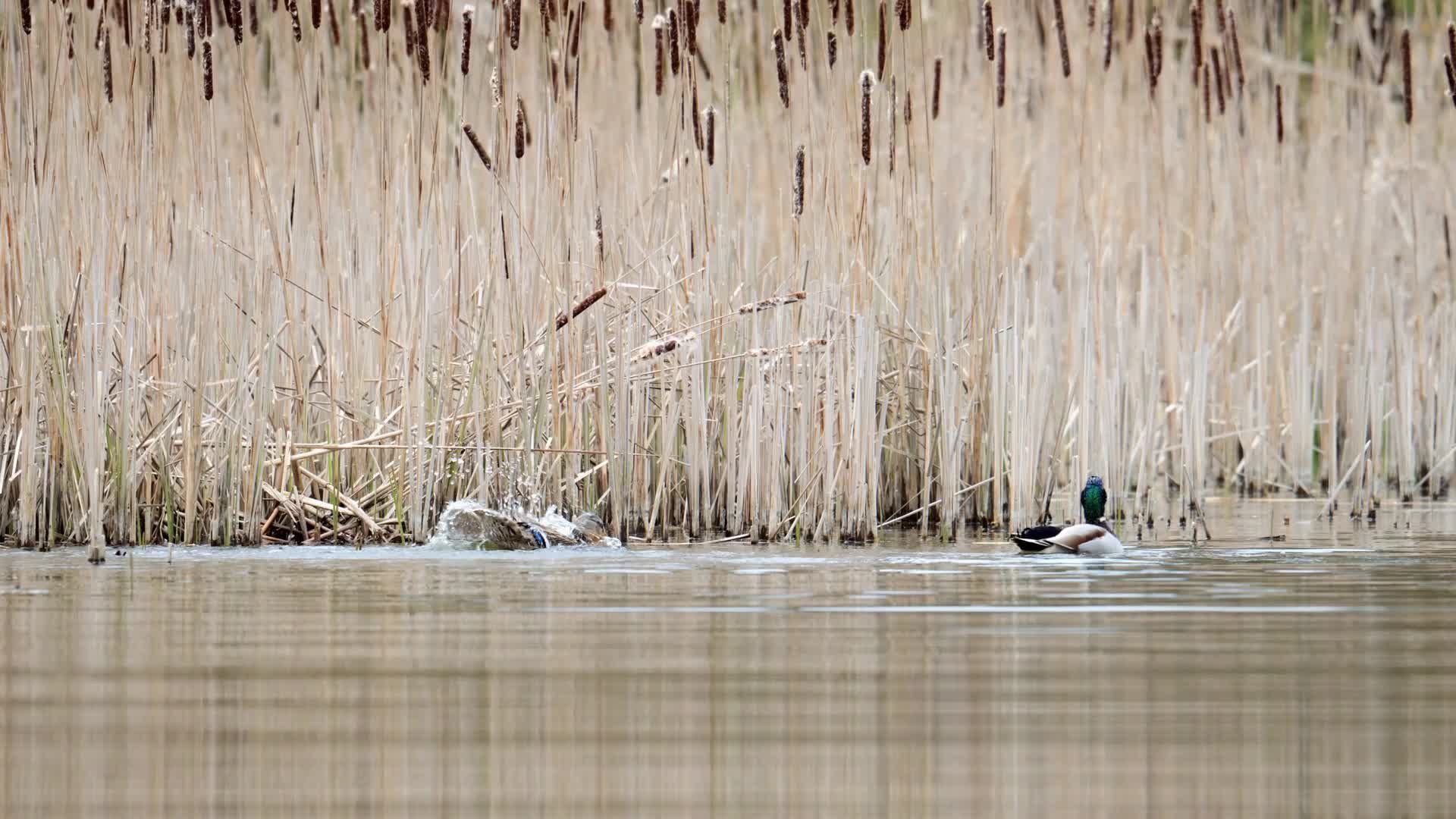 Mallard Ducks Swimming in a Calm Pond Free Stock Video Footage, Royalty ...