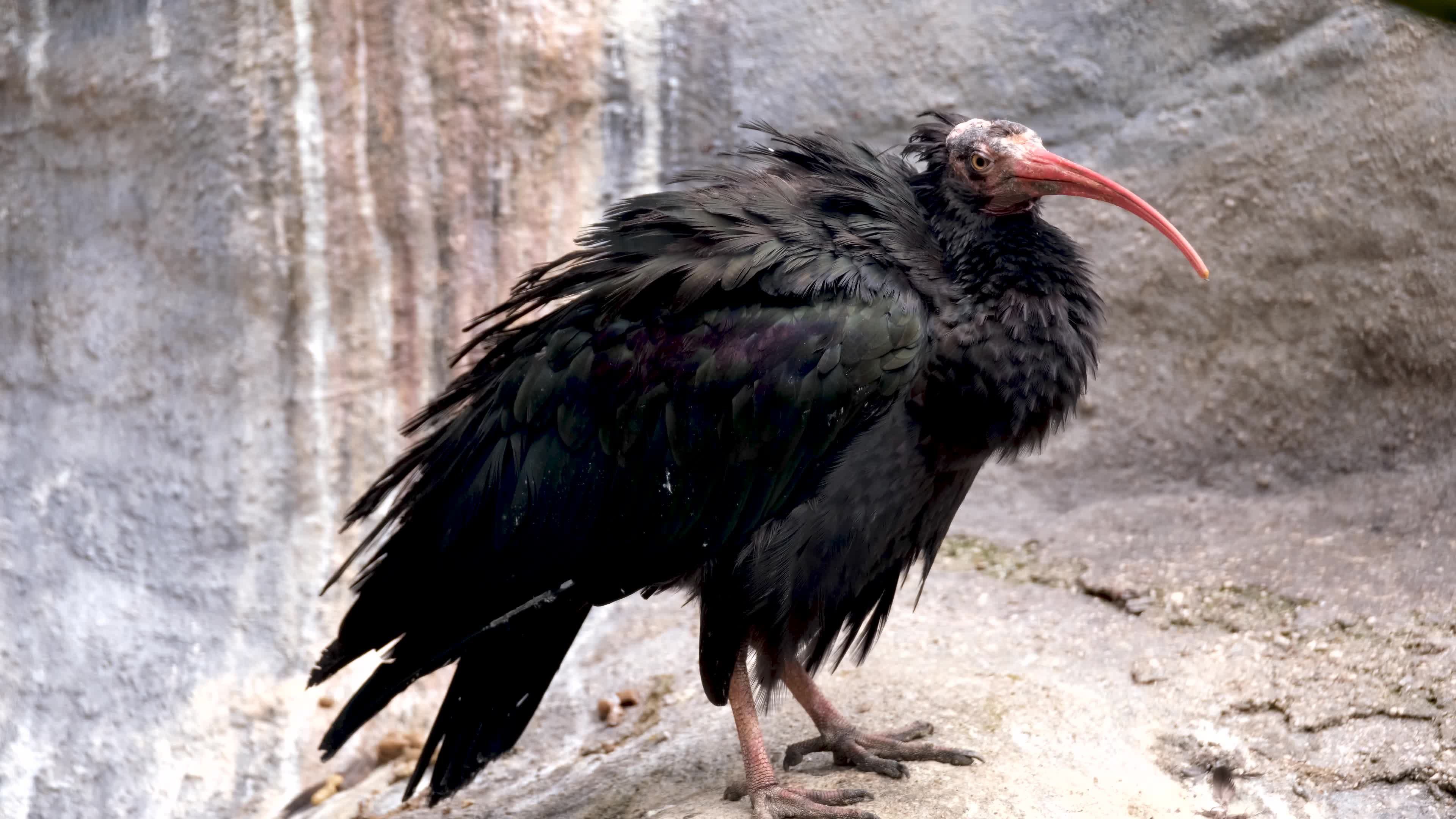 Northern Bald Ibis Perched on Rocky Outcrop Free Stock Video Footage ...