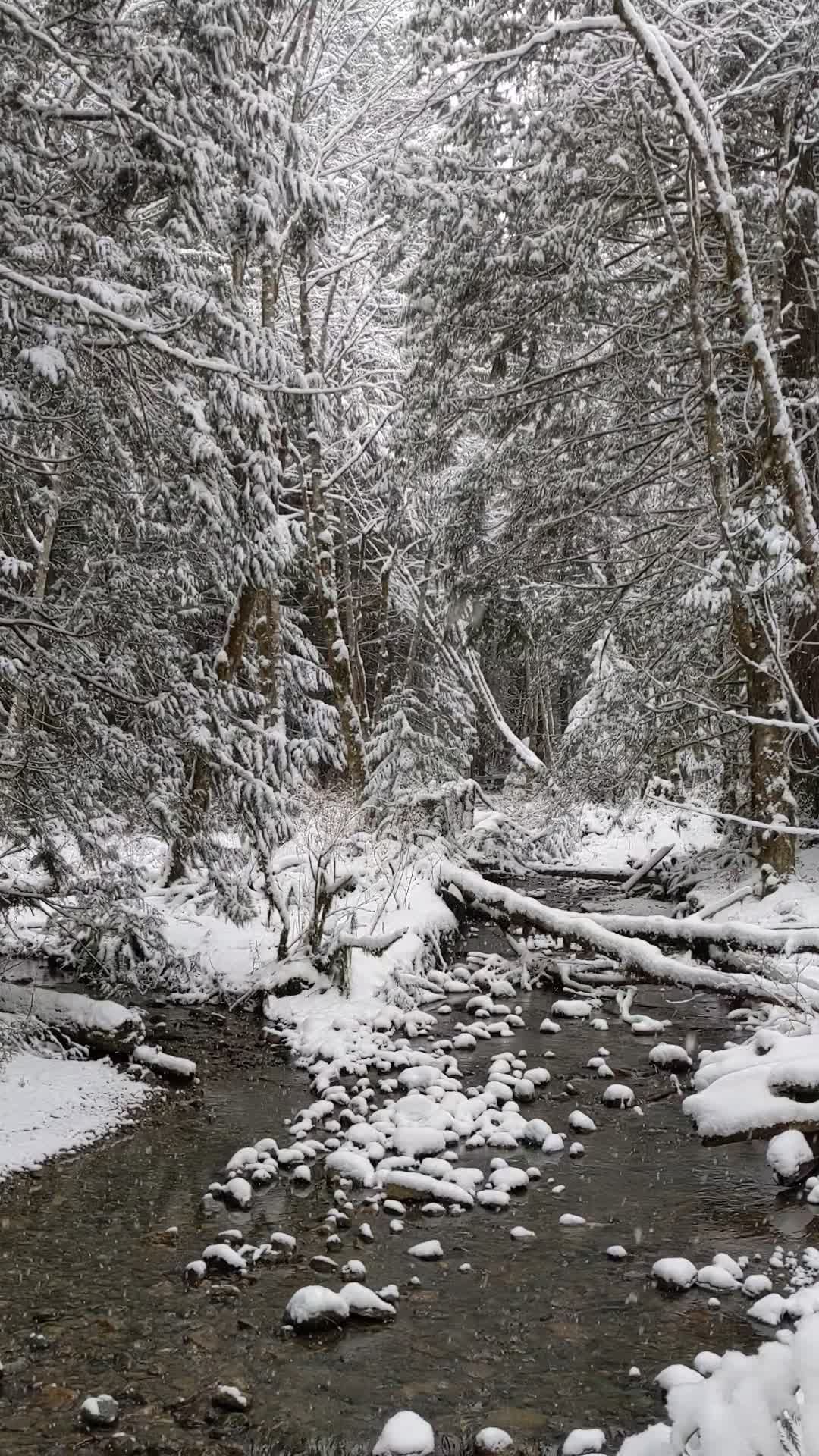 Serene Winter River Landscape in Snowy Forest Free Stock Video Footage ...
