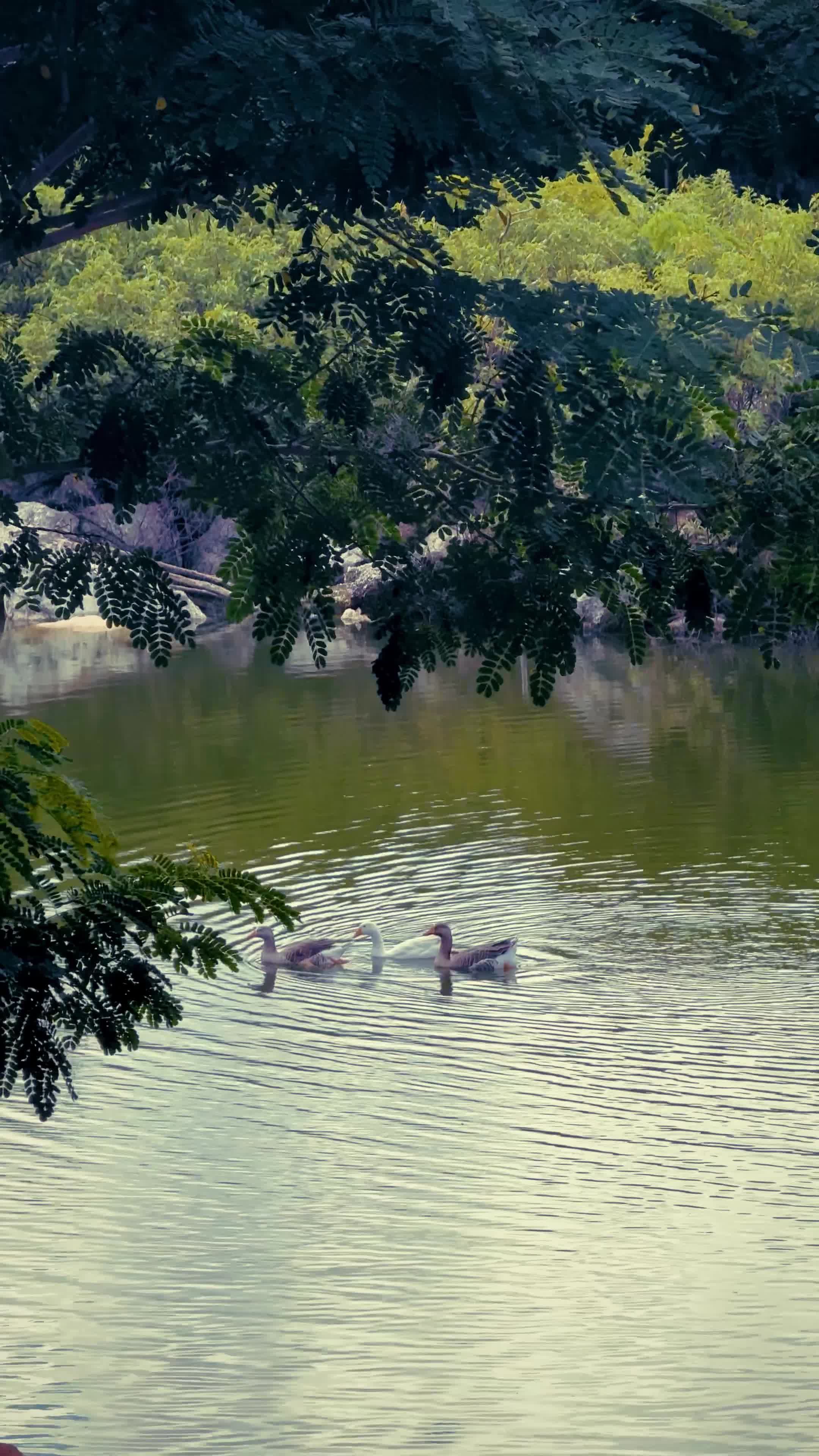 calm lake scenery with swimming ducks 30561042 — free pexels stock footage