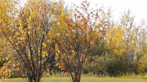 Colori Di Alberi E Foglie Durante L'autunno