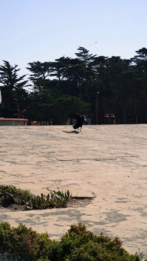 Throwing Food To Wild Ravens Over An Open Space Of A Concrete Pavement