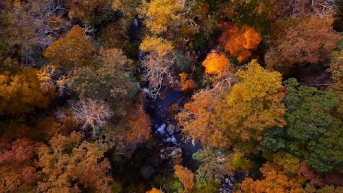 Herbstlaub Entlang Des Flusses