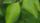 jumping spider