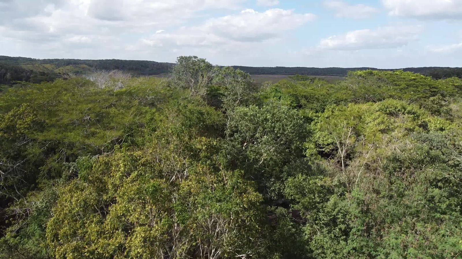 Drone Footage Of The Forest Free Stock Video Footage, Royalty-Free 4K ...