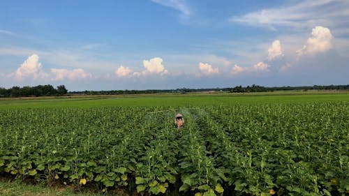 Een Boer Die Pesticiden Op Zijn Gewassen Sproeit Voor Ongediertebestrijding