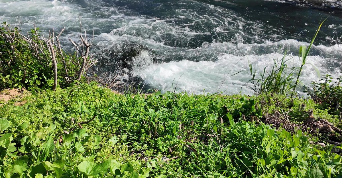 Scenic Riverside Stream Amidst Lush Greenery Free Stock Video Footage ...